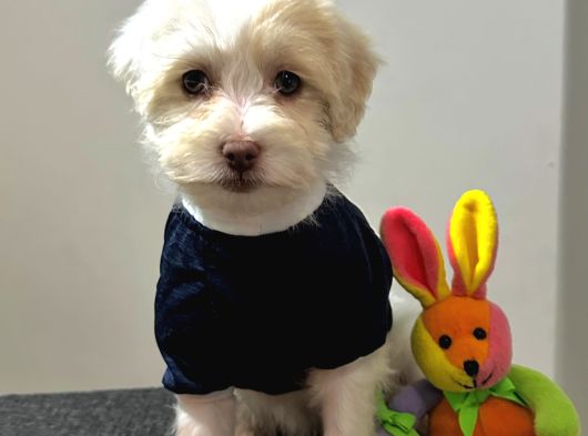 Ayi Surat Malti̇poo Kardeşler görsel
