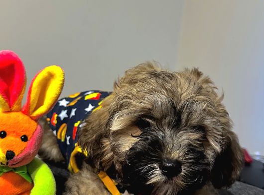 Ayi Surat Malti̇poo Kardeşler görsel