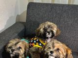 Ayi Surat Malti̇poo Kardeşler