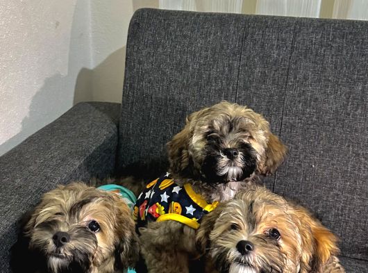Ayi Surat Malti̇poo Kardeşler görsel