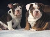 EGZOTİC  İNGİLİZ BULDOG YAVRULAR