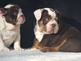 Egzoti̇c  İngi̇li̇z Buldog Yavrular