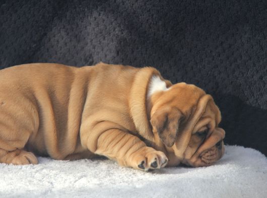 Üst Düzey İngi̇li̇z Buldog Yavrular