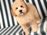 Kali̇teli̇ Malti̇poo Yavrulrimiz Mevcut
