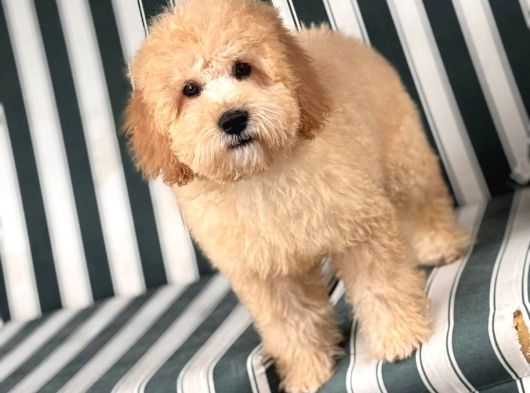 Kali̇teli̇ Malti̇poo Yavrulrimiz Mevcut görsel