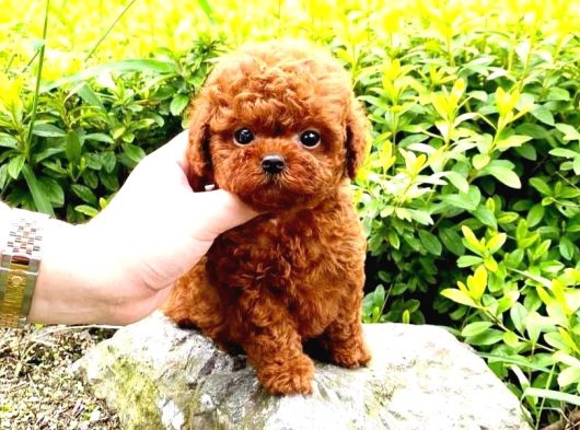 Mükemmel Irk Garantili Toy Poodle Yavrularımız