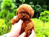 Mükemmel Irk Garantili Toy Poodle Yavrularımız