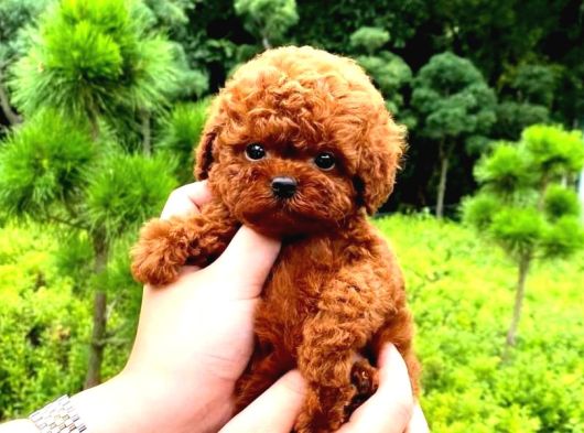 Mükemmel Irk Garantili Toy Poodle Yavrularımız görsel