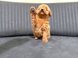 A Kali̇te Malti̇poo Yavrular