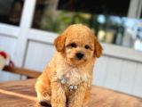 Kali̇teli̇ Malti̇poo Yavrulrimiz Mevcut