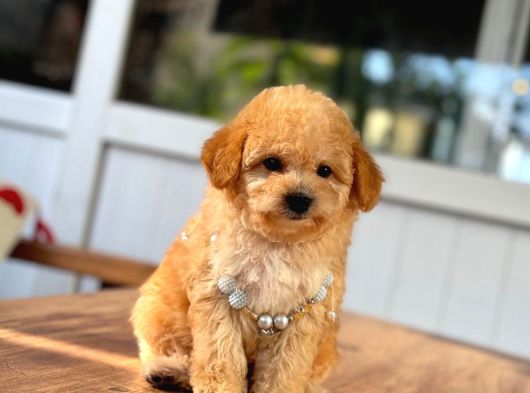 Kali̇teli̇ Malti̇poo Yavrulrimiz Mevcut görsel