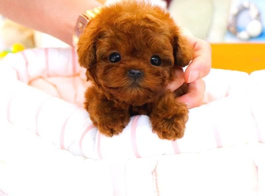 Sağlık Ve Irk Garantili Toypoodle Bebeklerimiz