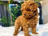 BİBLO TOY POODLE YAVRULARIMIZ