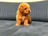 A Kali̇te Malti̇poo Yavrular