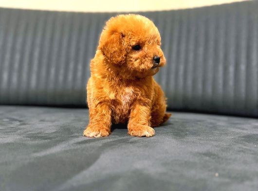 A Kali̇te Malti̇poo Yavrular görsel