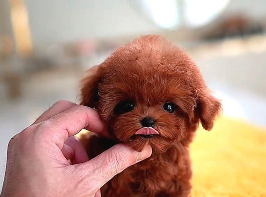 Kore Kalite Maltipoo Yavrularımız