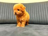 A Kali̇te Malti̇poo Yavrular