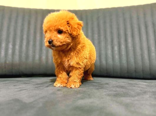 A Kali̇te Malti̇poo Yavrular görsel