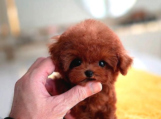 Kore Kalite Maltipoo Yavrularımız görsel
