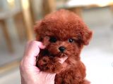 Kore Kalite Maltipoo Yavrularımız