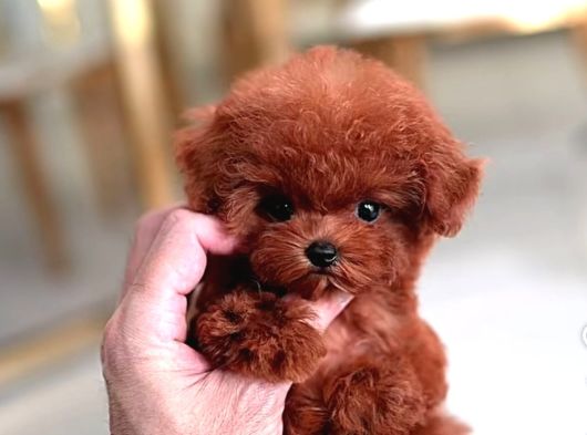 Kore Kalite Maltipoo Yavrularımız görsel