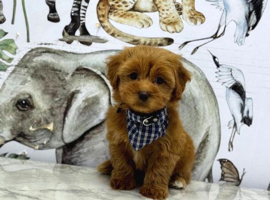 Kali̇teli̇ Malti̇poo Yavrulrimiz Mevcut