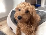 6 Aylık Dişi Maltipoo Aşıları Tam