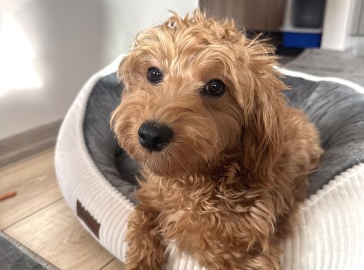 6 Aylık Dişi Maltipoo Aşıları Tam görsel