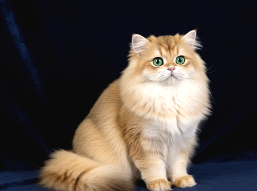Muhteşem Soy -Tip Ve Karakter Golden British Long-Shorthair görsel