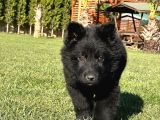 Solid Black Alman Çoban Yavruları