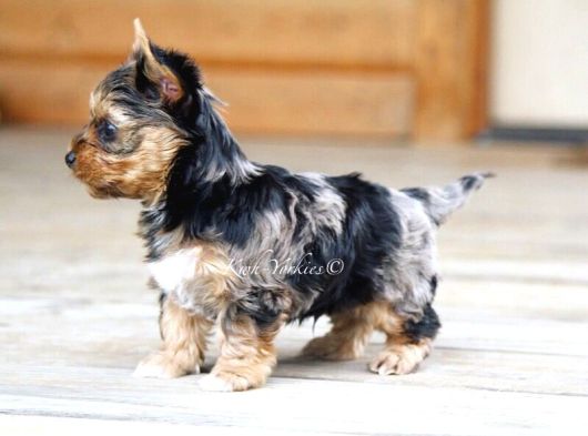 Egzoti̇k Blue Merle Nadi̇r Renk Yorkshi̇re