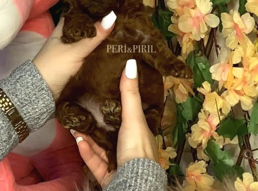 Kore Poodle Yavrular görsel