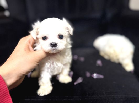 Orgi̇nal Korean Teacup Maltese