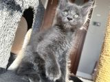 Ayşe Arık Line Tam Profil