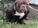 Exotic Bully