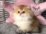 Peluş Oyuncak Gibi Bir Bebek