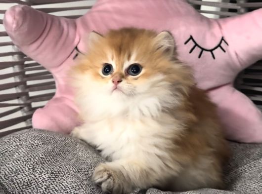 Peluş Oyuncak Gibi Bir Bebek görsel