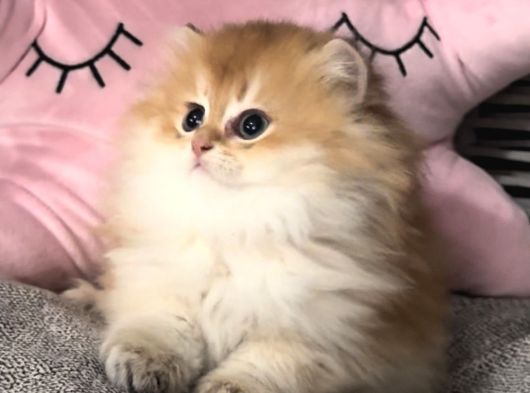 Peluş Oyuncak Gibi Bir Bebek