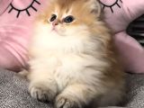 Peluş Oyuncak Gibi Bir Bebek