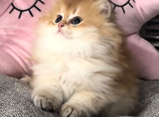 Peluş Oyuncak Gibi Bir Bebek görsel
