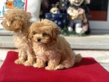 Dizayn Irk F1 Maltipoo Yavrularımız Ziyarete Açık