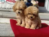 Dizayn Irk F1 Maltipoo Yavrularımız Ziyarete Açık