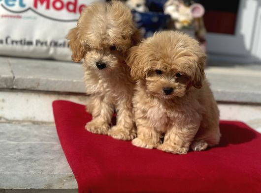 Dizayn Irk F1 Maltipoo Yavrularımız Ziyarete Açık görsel