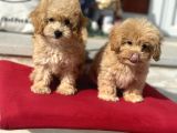 Dizayn Irk F1 Maltipoo Yavrularımız Ziyarete Açık