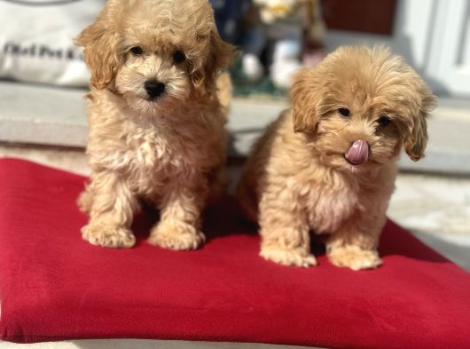 Dizayn Irk F1 Maltipoo Yavrularımız Ziyarete Açık görsel