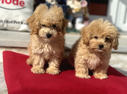 Dizayn Irk F1 Maltipoo Yavrularımız Ziyarete Açık