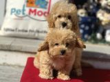 Dizayn Irk F1 Maltipoo Yavrularımız Ziyarete Açık