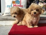 Dizayn Irk F1 Maltipoo Yavrularımız Ziyarete Açık
