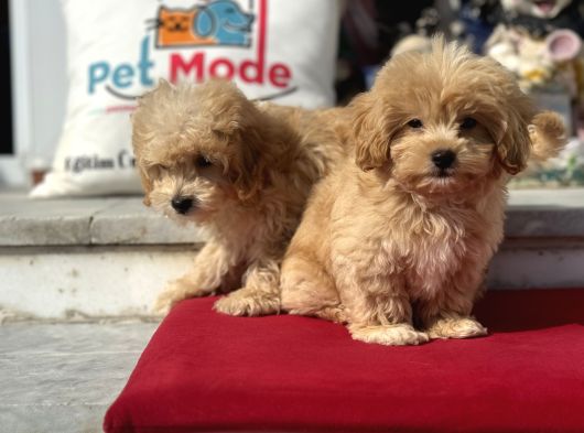 Dizayn Irk F1 Maltipoo Yavrularımız Ziyarete Açık görsel