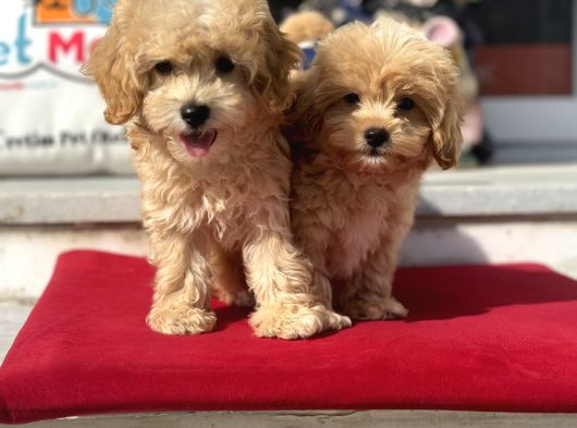 Dizayn Irk F1 Maltipoo Yavrularımız Ziyarete Açık görsel